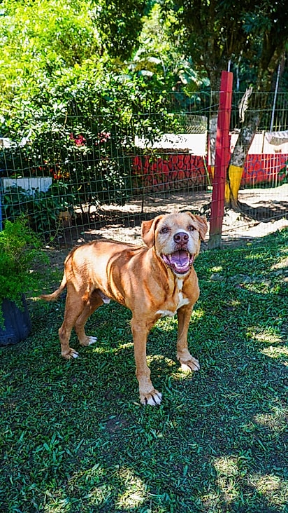O cão está prestes a ir para o novo lar.