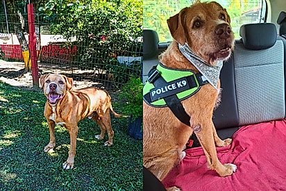 O fim da espera para Barão: o cão que superou o abandono e agora viaja quase 2 mil quilômetros rumo ao novo lar