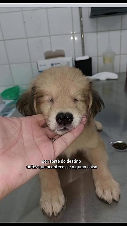 Ele foi abandonado ainda filhotinho.