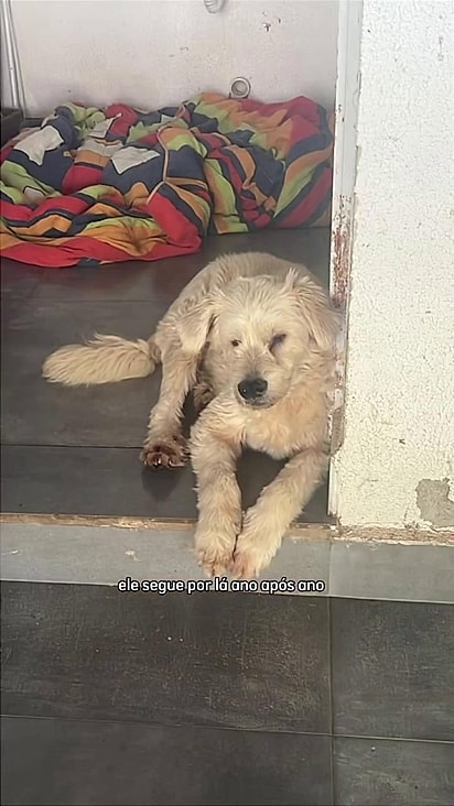 O cão é o único que ainda restou da ninhada.