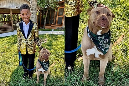 “Era uma ocasião especial”: Menino se arruma para adotar cão que aguardava 95 dias por uma família.