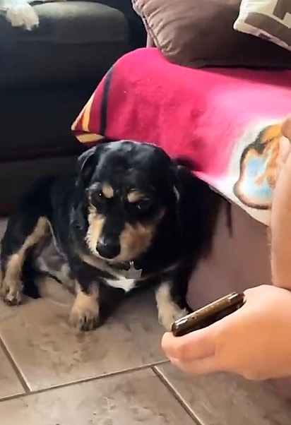 Boris ouvindo a voz do tutor.