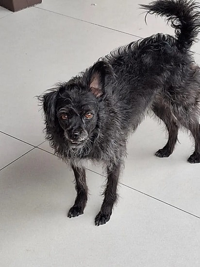 O shih-tzu que não shih-tzu.