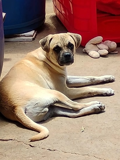 O pug que não é pug.