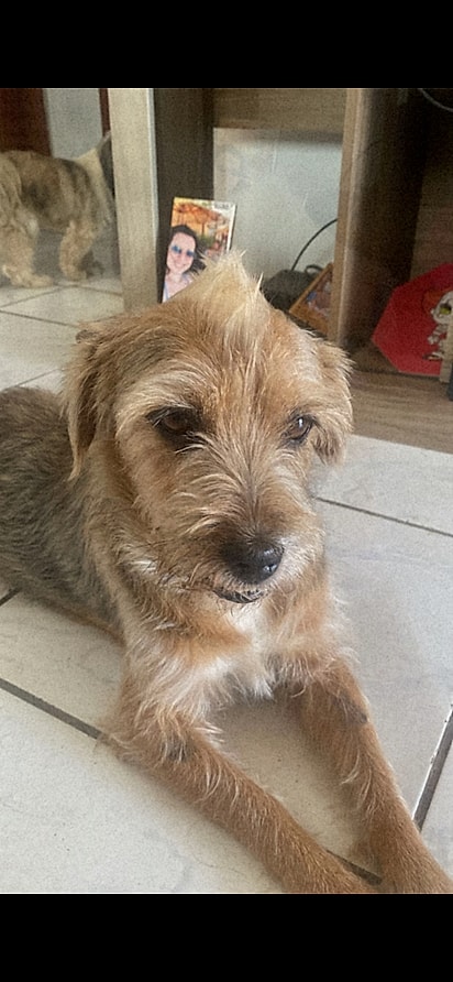 O yorkshire que não é yorkshire.