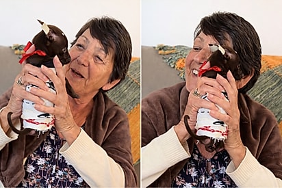 Avó ganha filhote de pinscher de aniversário e crescimento inesperado diverte a família.