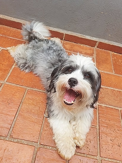 Pipoca, um Lhasa Apso de 2 anos.