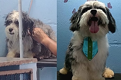 Após o resgate, Pipoca tomou banho e foi tosado.