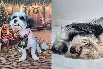 Não é culpa do Pipoca: Cão de abrigo se arruma todo para conhecer nova família, mas é devolvido dias depois sem ter culpa