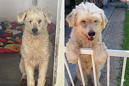 Desde filhote, interessados desistem de adotar cão chamado Fofo ao descobrir sua condição: Ele é o mais amável do abrigo