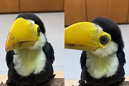 “Parece de pelúcia”: filhote de tucano resgatado chama atenção nas redes