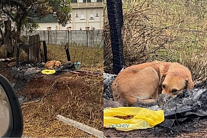 Após casinha ser incendiada, Caramelo é encontra.da deitada nas cinzas e cena comove.