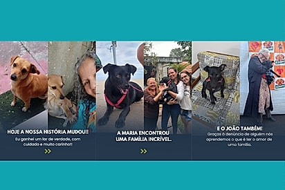 Os vira-latinhas foram adotados.