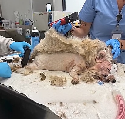 A tosa da Dolly levou cerca de duas horas.