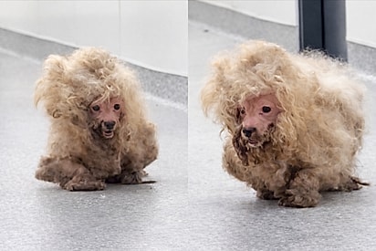 Após viver coberta por 770 gramas de pelos, Dolly é resgatada e ganha final feliz.