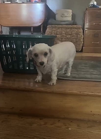 Dolly passou por uma transformação incrível e foi adotada.