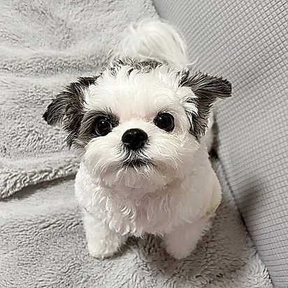 Harami, uma cachorra mistura de Chihuahua com Shih Tzu. 