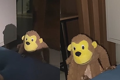 “Quase morri do coração”: Macaco de pelúcia ‘cria vida’ e aparece ao lado da cama, mas o motivo era mais fofo