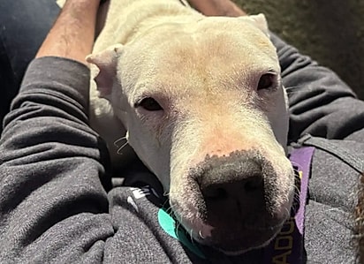 Zar adora abraços quentinhos.