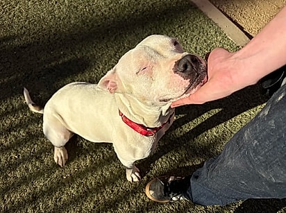 Zar também gosta de apoiar delicadamente o queixo sobre a mão de quem está por perto. 