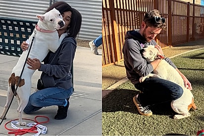 Pitbull carinhosa abraça todos que encontra, na esperança de que alguém a leve para casa.