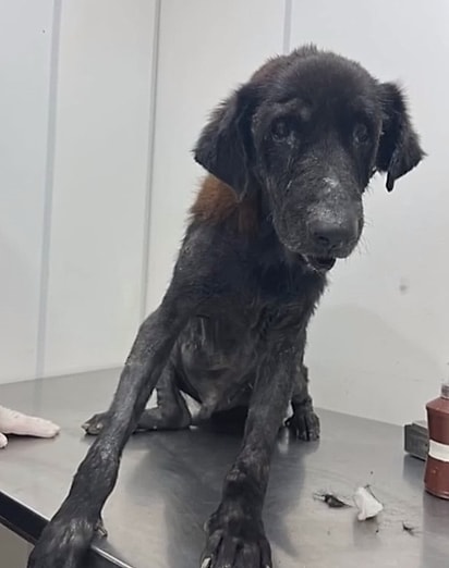 Diego viu uma publicação sobre o cão Boquinha.