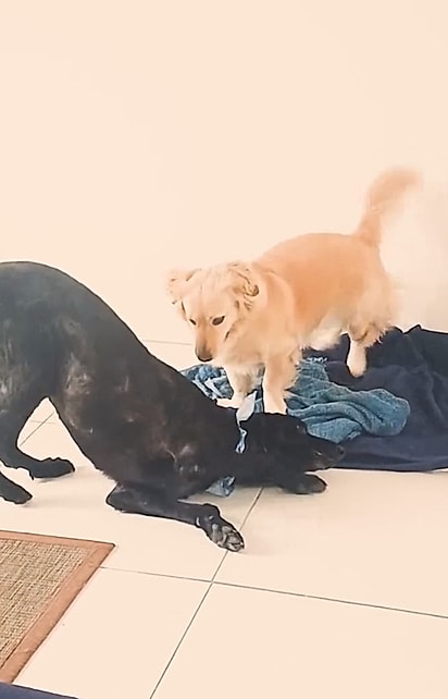 Em menos de uma semana, os dois já brincavam juntos como se se conhecessem há anos.