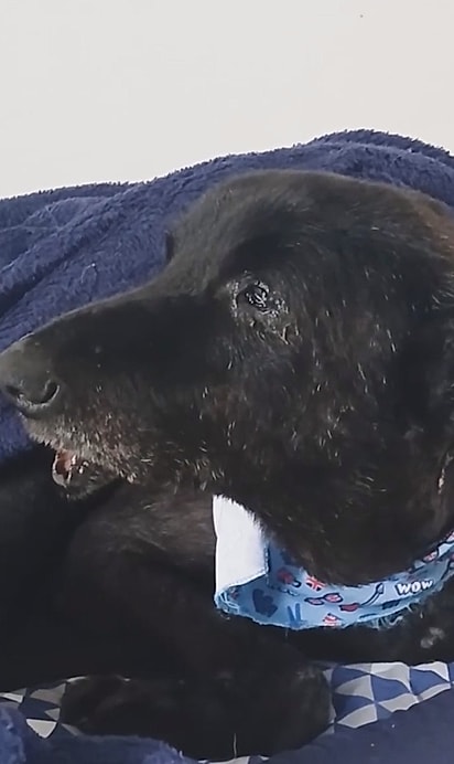 Boquinha foi uma exceção. A maioria dos cães idosos quase nunca é adotada.