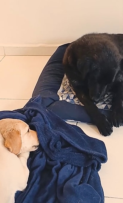 Boquinha e Pitchula. 