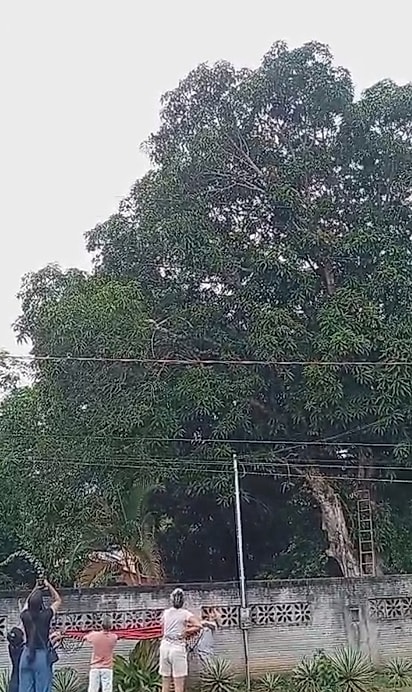 O gato estava preso na árvore, a cerca de 25 metros de altura.