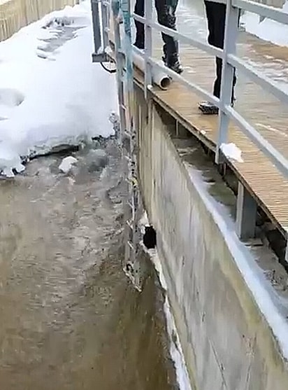 O gato estava preso em um local sem saída.