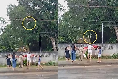 O gato se jogou da árvore e caiu no lençol.