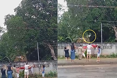 Moradores tem ideia genial para salvar gato preso a 25 metros de altura