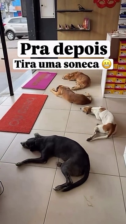 Os funcionários não se incomodam com a presença dos cães.
