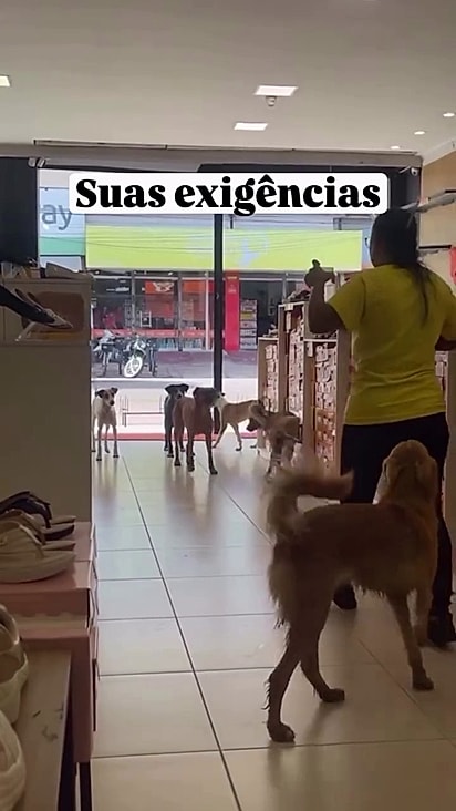 O cães sempre são bem recebidos no estabelecimento.