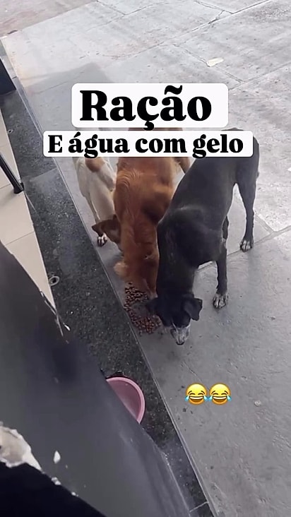 Eles recebem água e comida.
