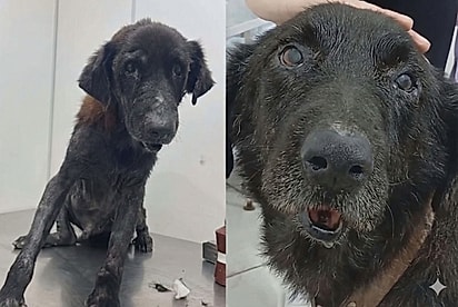 Invisível no abrigo, gigante no amor: homem adota cão idoso e muda seu final de história