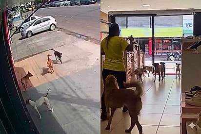 Câmera flagra como lojista reagiu ao ver estabelecimento invadido por grupo grande de cães: Cedeu as exigências