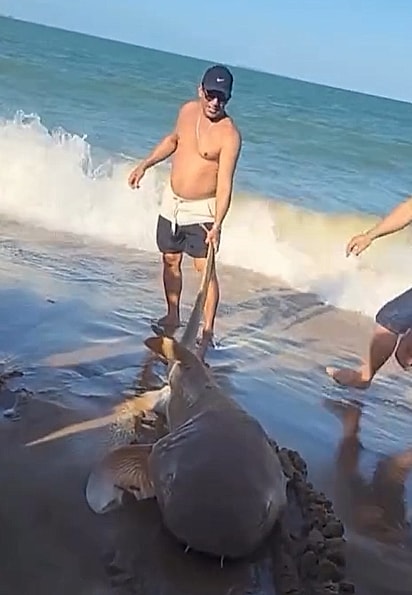 Wellington Maia de Araújo pescou um tubarão-lixa.