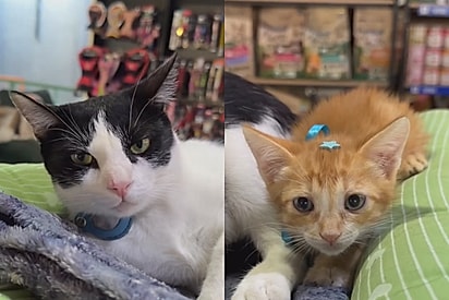 “Comprei um presente pra você”: gato ganha irmão e internet se diverte com reação