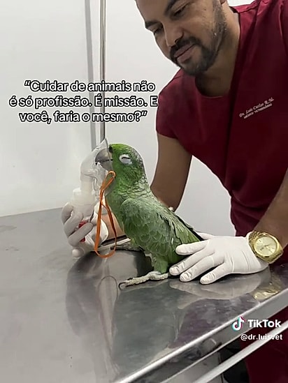 O papagaio havia sofrido um trauma.