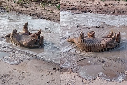 “De barriguinha pra cima”: Guarda registra animal do Pantanal todo feliz se divertindo em poça de lama e cena viraliza