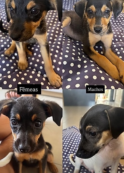 Os filhotes receberam cuidado, proteção e uma nova chance de viver.