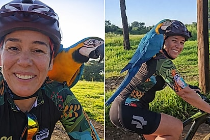 “Você vai pegar carona comigo?”: Arara-canindé pousa no ombro de ciclista e pedalada vira cena inesquecível.