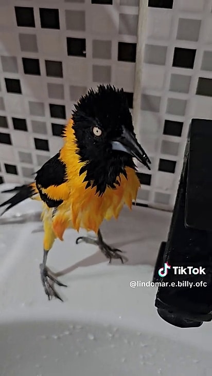 O pássaro está acostumado com Lindomar.