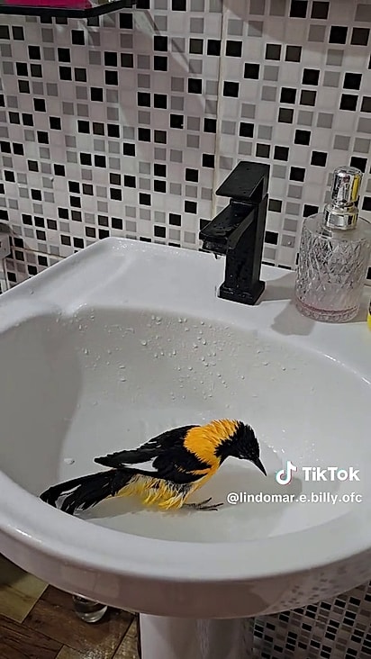 Billy gosta de tomar banho na bia do banheiro.