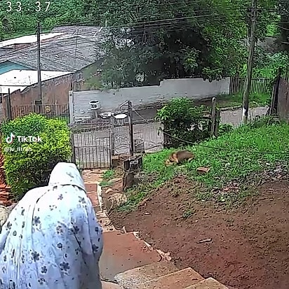 Ao ouvir os gritos da cachorrinha, Juliana saiu correndo ajudar.