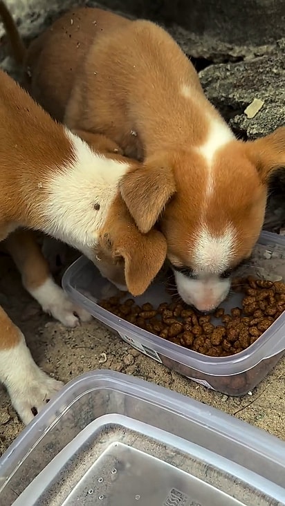 Os cães estavam famintos e infestados de carrapato.