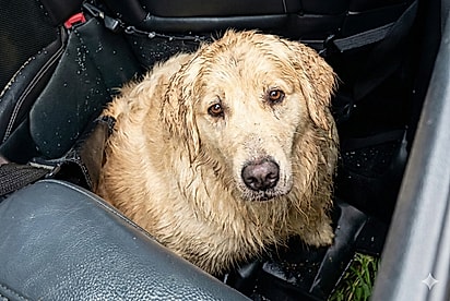 O olhar dele doeu o coração: Cão golden e gatinho são encontrados assustados após capotamento e história comove