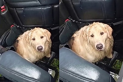 O olhar dele doeu o coração: Cão golden e gatinho são encontrados assustados após capotamento e história comove